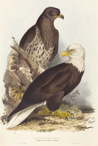 White Headed Eagle (Haliaetus leucocephalus) by Edward Lear, print, 1832-1837