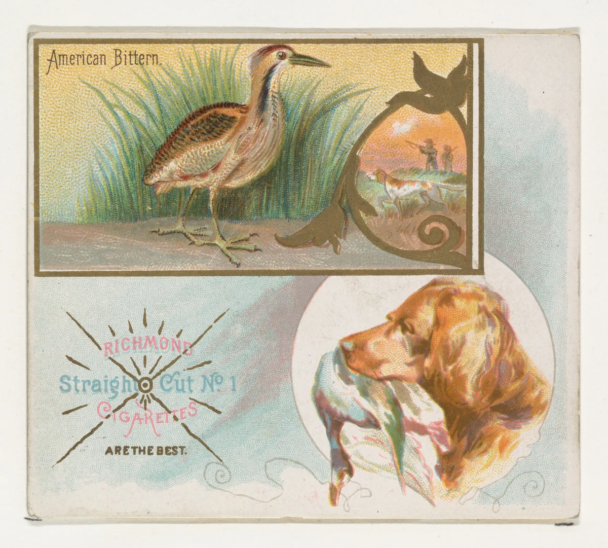 American Bittern, from the Game Birds series (N40) for Allen & Ginter Cigarettes by Allen & Ginter, print, 1888-1890