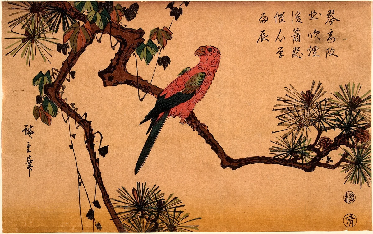 Macaw on a Pine Branch by Andō Hiroshige, print, 1840-1844