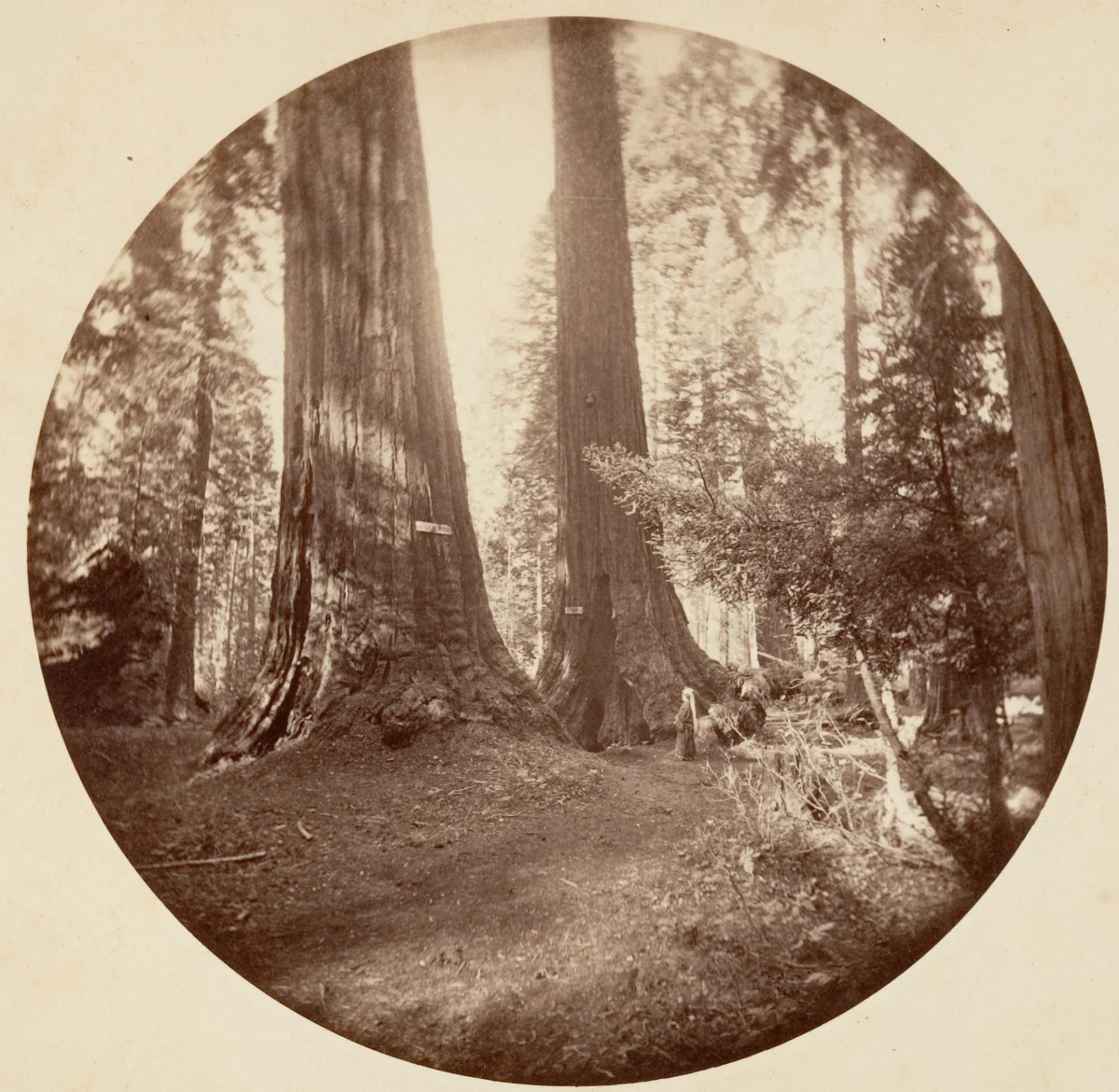 Old Dominium and Uncle Tom's Tavern. Calaveras Grove by Carleton E. Watkins, photograph, 1876-1880