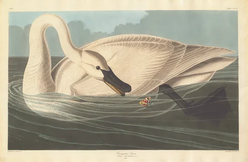 Trumpeter Swan by Robert Havell, Jr.; John James Audubon, print, 1838