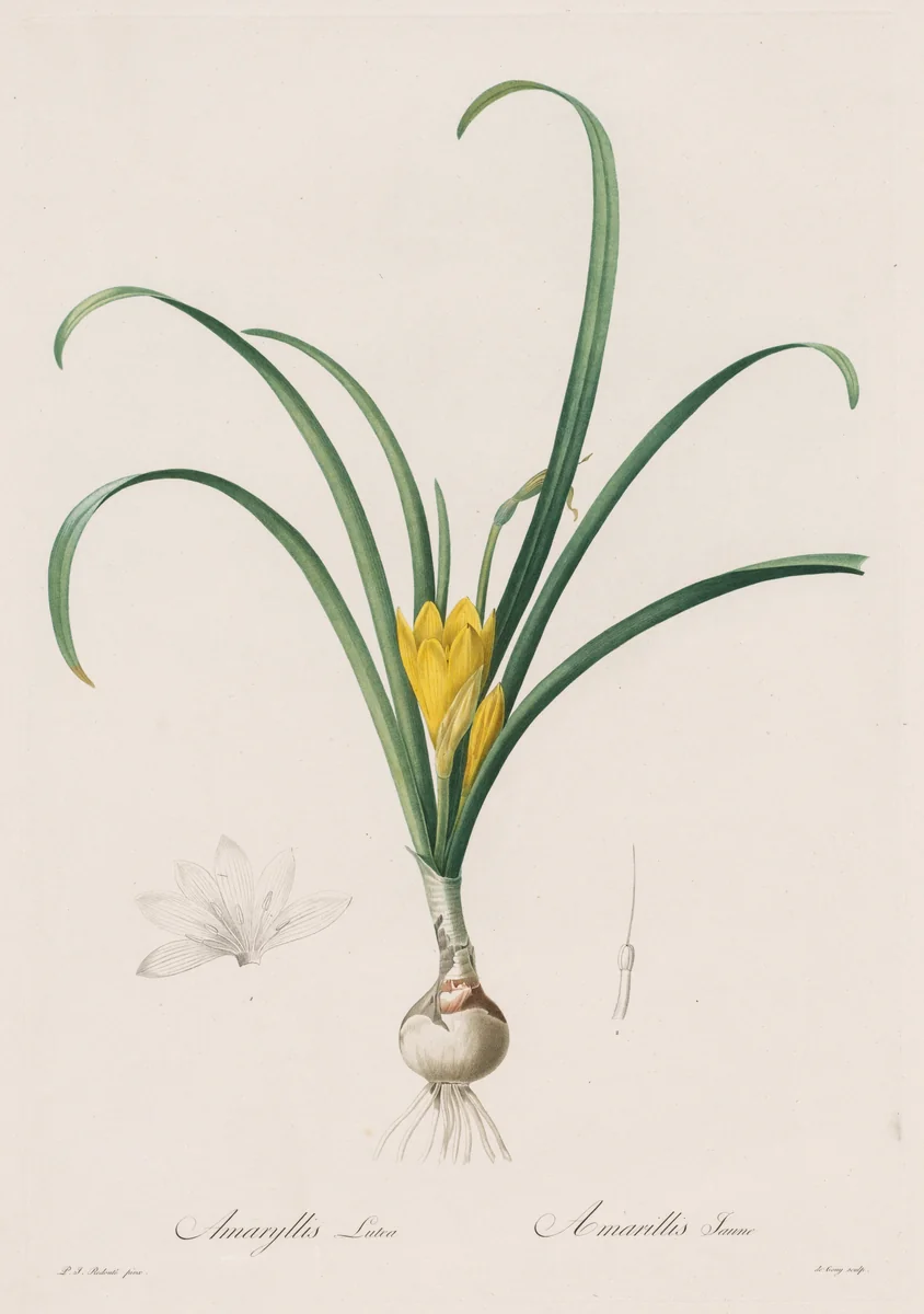 Les Liliacées: Amaryllis Lutes by Henry Joseph Redouté, print, 1802-1816