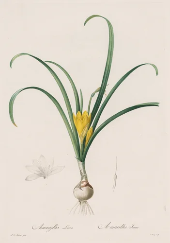 Les Liliacées: Amaryllis Lutes by Henry Joseph Redouté, print, 1802-1816