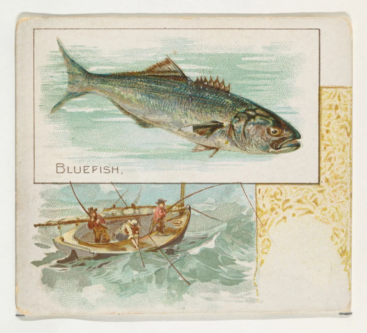 Bluefish, from Fish from American Waters series (N39) for Allen & Ginter Cigarettes by Allen & Ginter, print, 1889