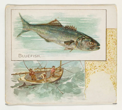 Bluefish, from Fish from American Waters series (N39) for Allen & Ginter Cigarettes by Allen & Ginter, print, 1889