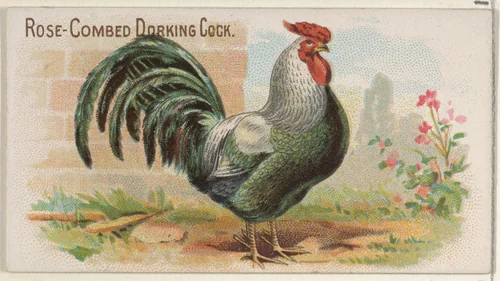 Rose-Combed Dorking Cock, from the Prize and Game Chickens series (N20) for Allen & Ginter Cigarettes by Allen & Ginter, print, 1891