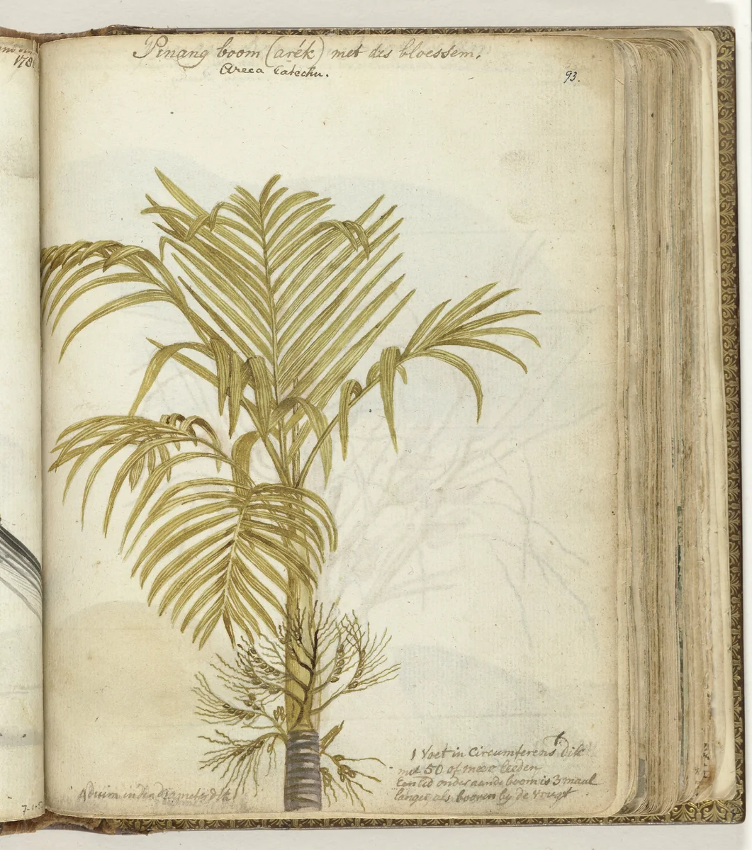Pinangboom by Jan Brandes, drawing, 1785-1786