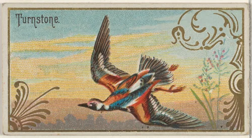 Turnstone, from the Game Birds series (N13) for Allen & Ginter Cigarettes Brands by Allen & Ginter, print, 1889