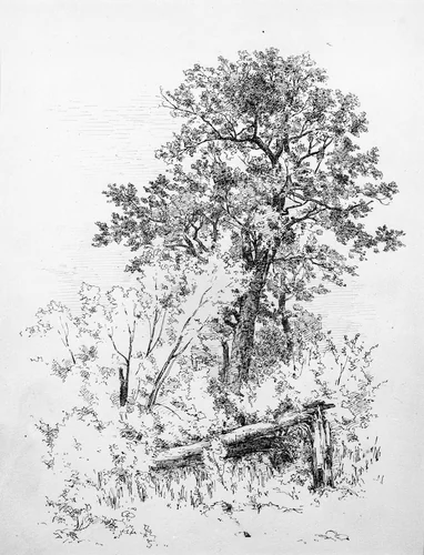Sugar Maple, Adirondacks by Andrew Fisher Bunner, artwork, 1879