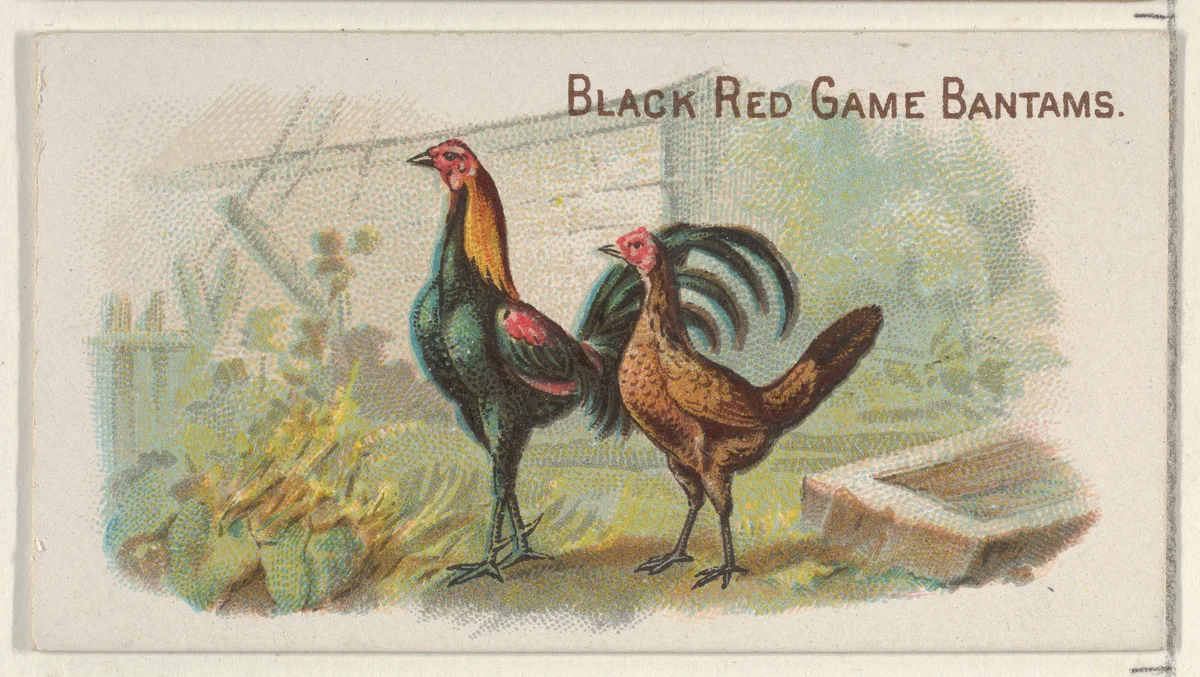 Black Red Game Bantams, from the Prize and Game Chickens series (N20) for Allen & Ginter Cigarettes by Allen & Ginter, print, 1891