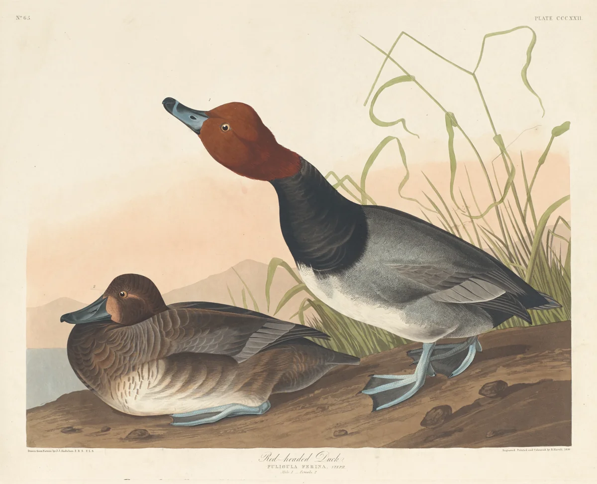 Red-Headed Duck by Robert Havell, Jr.; John James Audubon, print, 1836