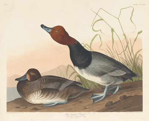 Red-Headed Duck by Robert Havell, Jr.; John James Audubon, print, 1836