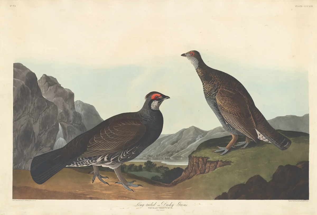 Long-tailed or Dusky Grous by Robert Havell, Jr.; John James Audubon, print, 1837