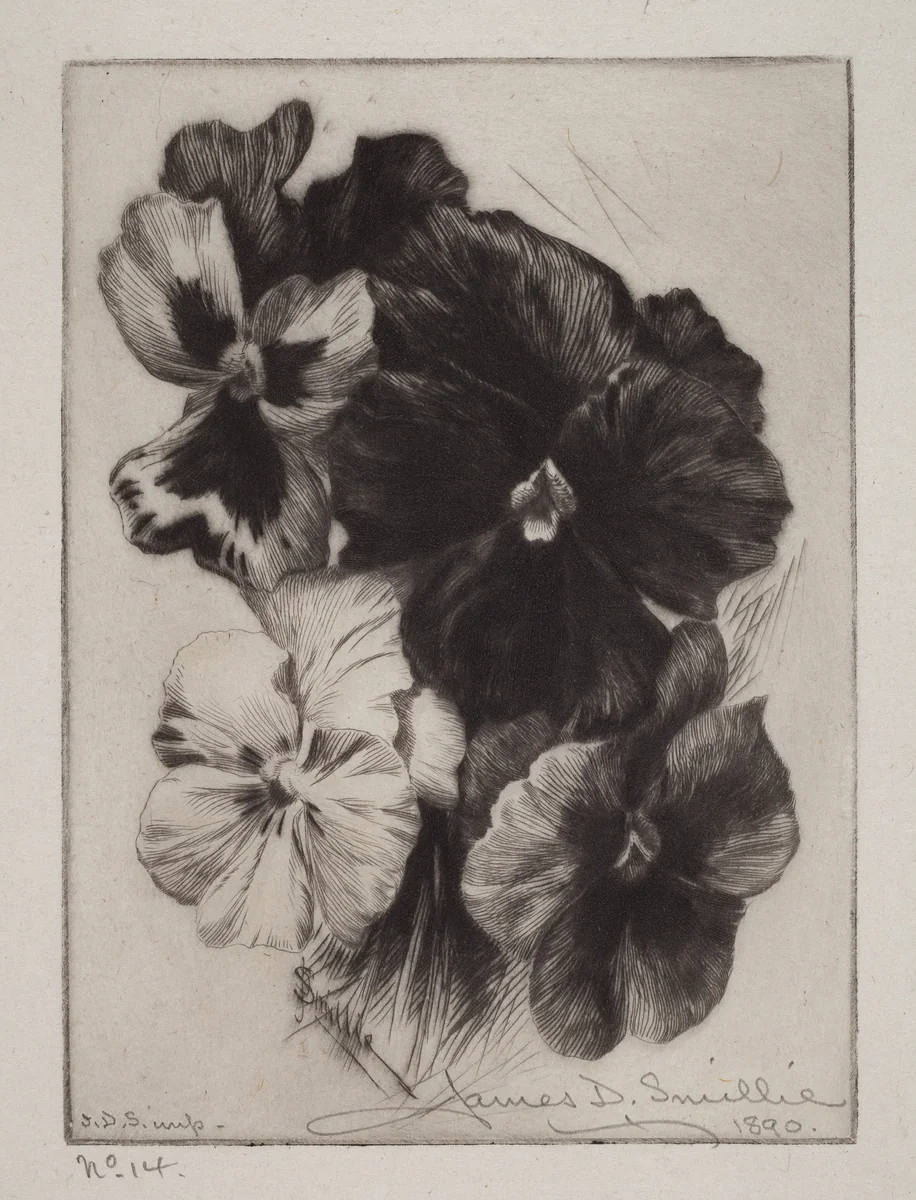 A Bunch of Pansies by James David Smillie, print, 1890