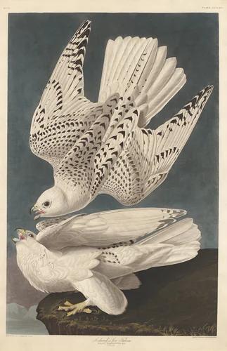 Iceland or Jer Falcon by Robert Havell, Jr.; John James Audubon, print, 1837