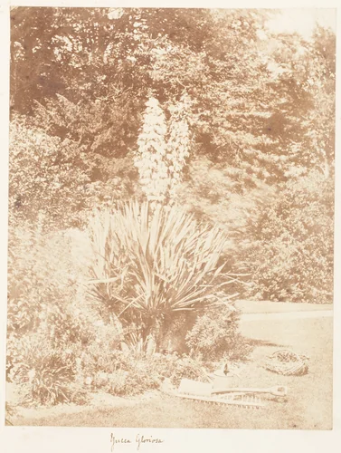 Yucca Gloriosa by John Dillwyn Llewelyn, photograph, 1853-1856