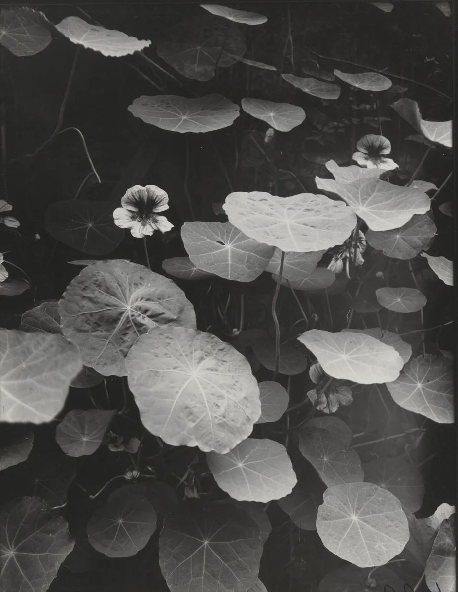 Nasturtiums by Eugène Atget, photograph, 1871