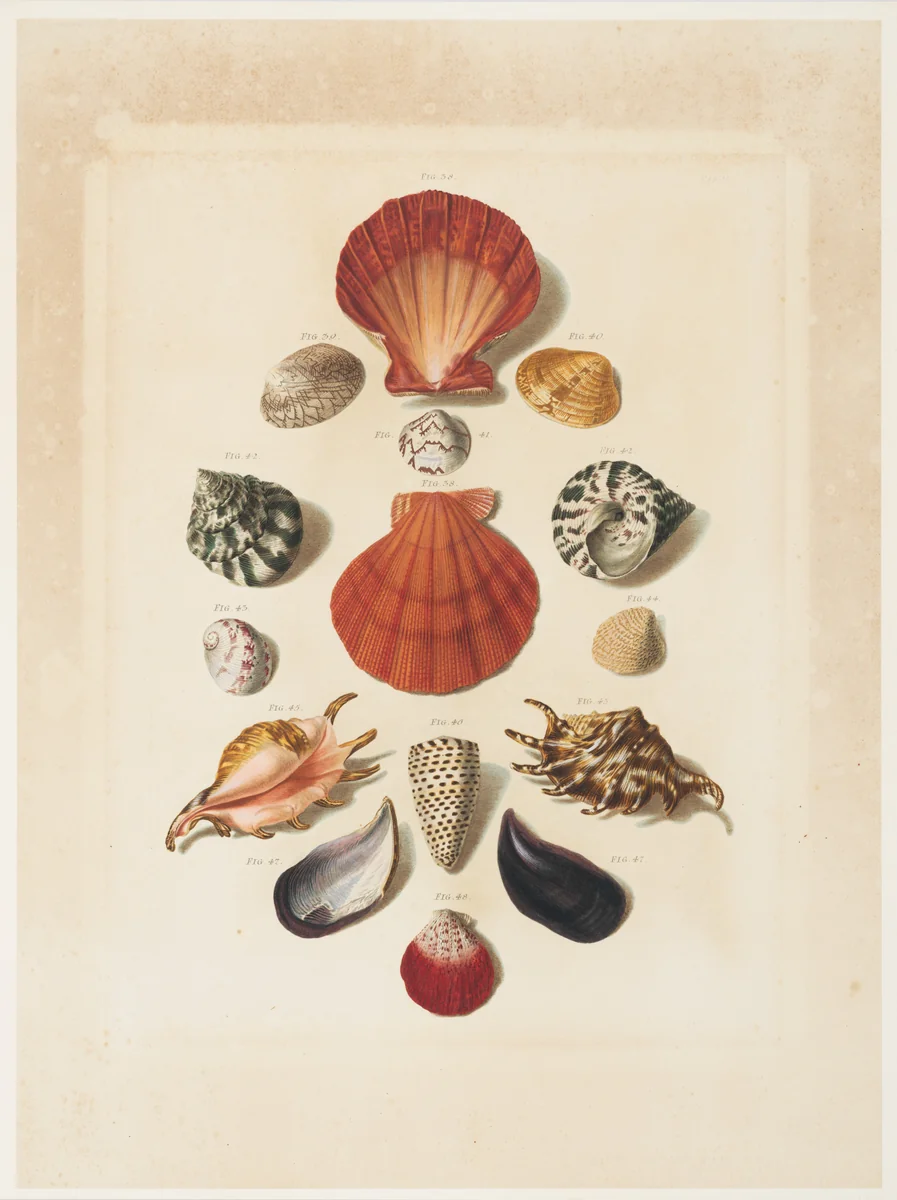 Plate IV, from "Choix de Coquillages et de Crustacés" by Franz Michael Regenfuss, print, 1758