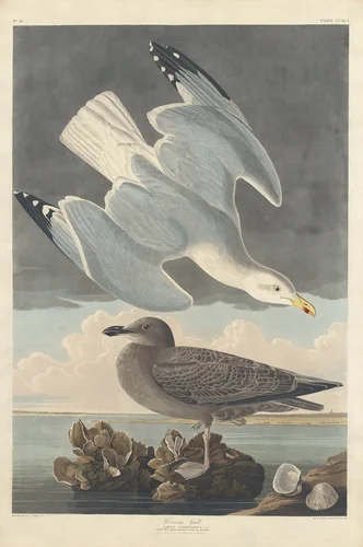 Herring Gull by Robert Havell, Jr.; John James Audubon, print, 1836