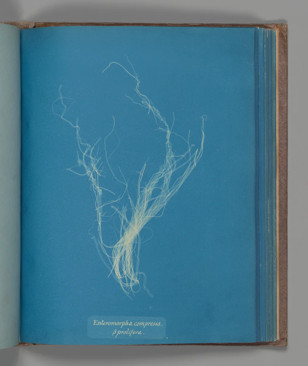 Enteromorphia compressa, ß prolifera by Anna Atkins, photograph, 1851-1855