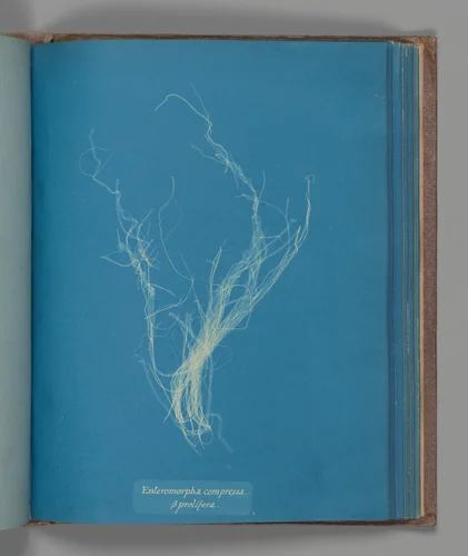 Enteromorphia compressa, ß prolifera by Anna Atkins, photograph, 1851-1855
