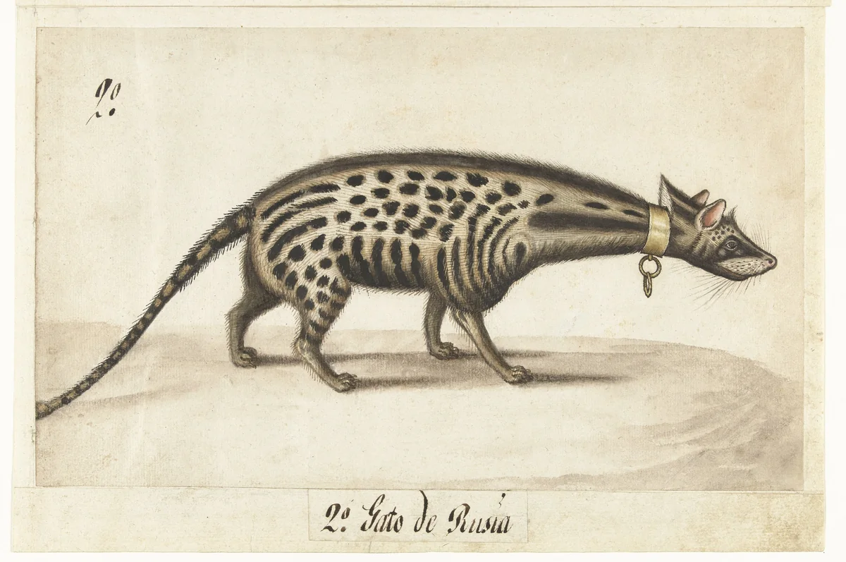 Album Sheet with a Civet by anonymous, drawing, 1572