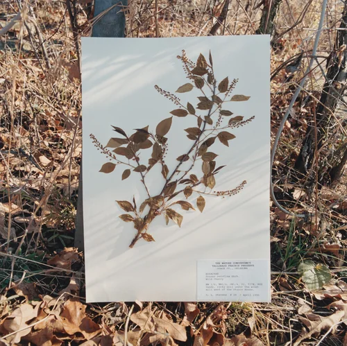 Prunus serotina, Wild Cherry by Terry Evans, photograph, 1999