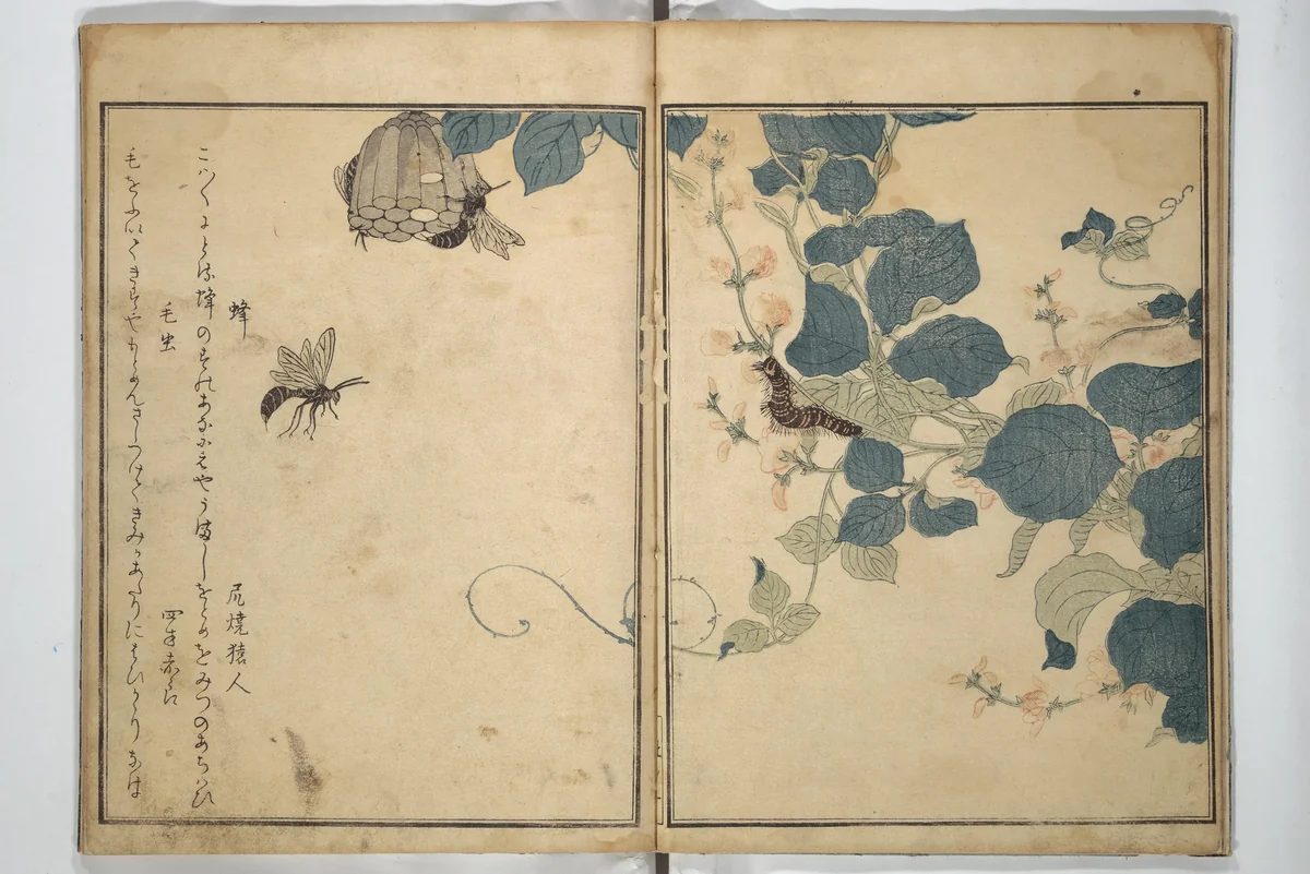 Picture Book of Selected Insects (The Insect Book) (Ehon mushi erami) 画本虫撰 by Kitagawa Utamaro (喜多川歌麿), book, 1788