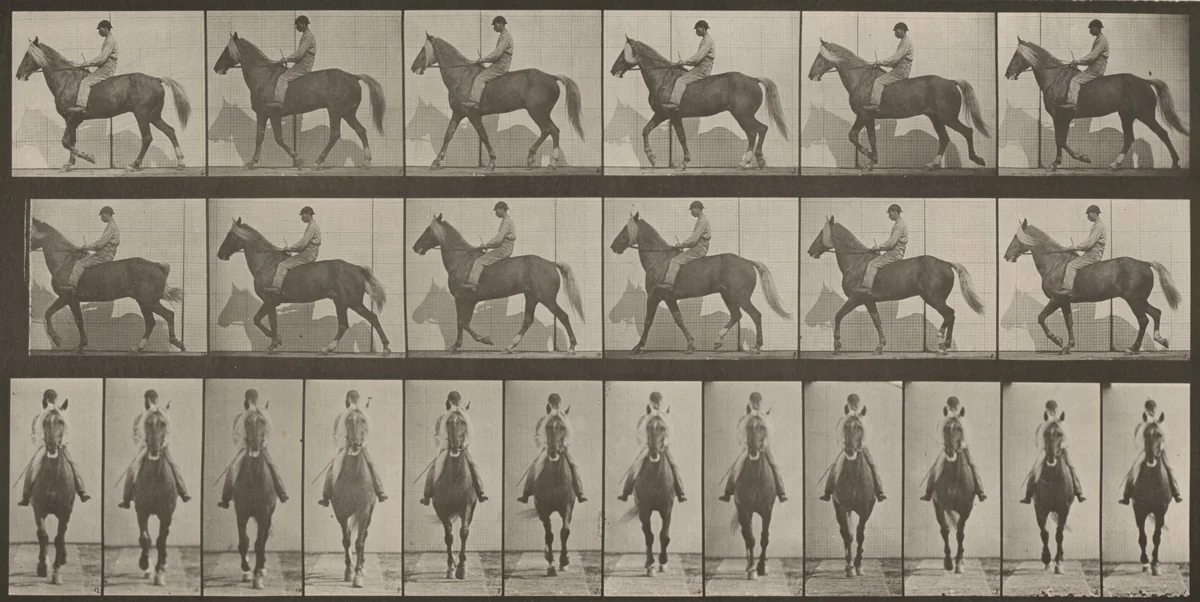 Plate Number 654. "Buckskin" walking, lame right front foot by Eadweard Muybridge, photograph, 1887