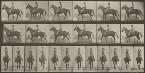 Plate Number 654. "Buckskin" walking, lame right front foot by Eadweard Muybridge, photograph, 1887