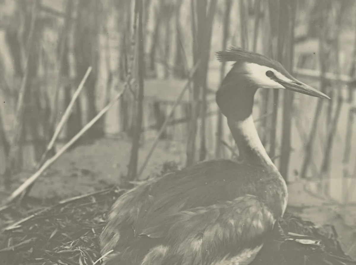 Fuut op nest in het riet by Richard Tepe, photograph, 1900-1940