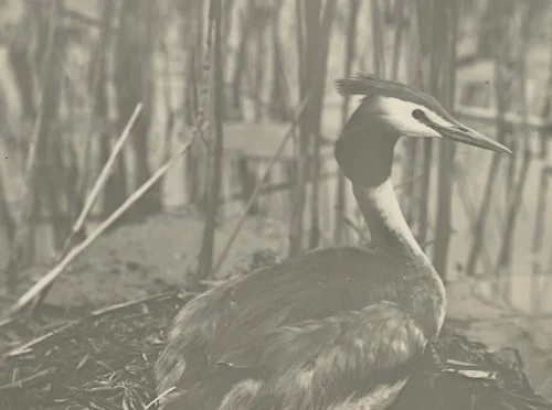 Fuut op nest in het riet by Richard Tepe, photograph, 1900-1940