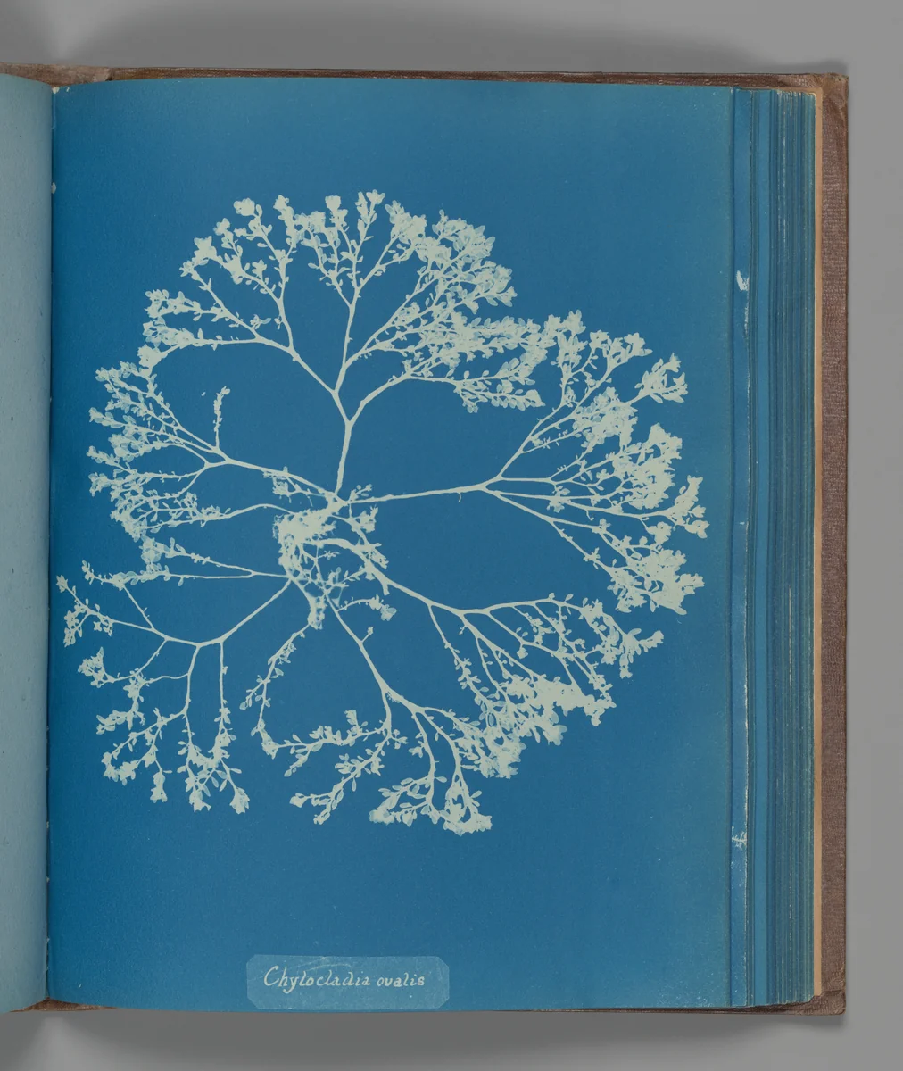 Chylocladia ovalis by Anna Atkins, photograph, 1851-1855