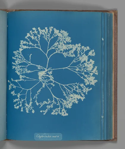 Chylocladia ovalis by Anna Atkins, photograph, 1851-1855