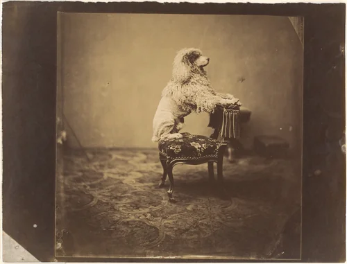 [Empress Eugénie's Poodle] by André Adolphe-Eugène Disdéri, photograph, 1850-1859