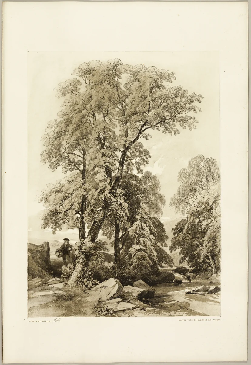 Elm and Birch, from The Park and the Forest by James Duffield Harding, print, 1841