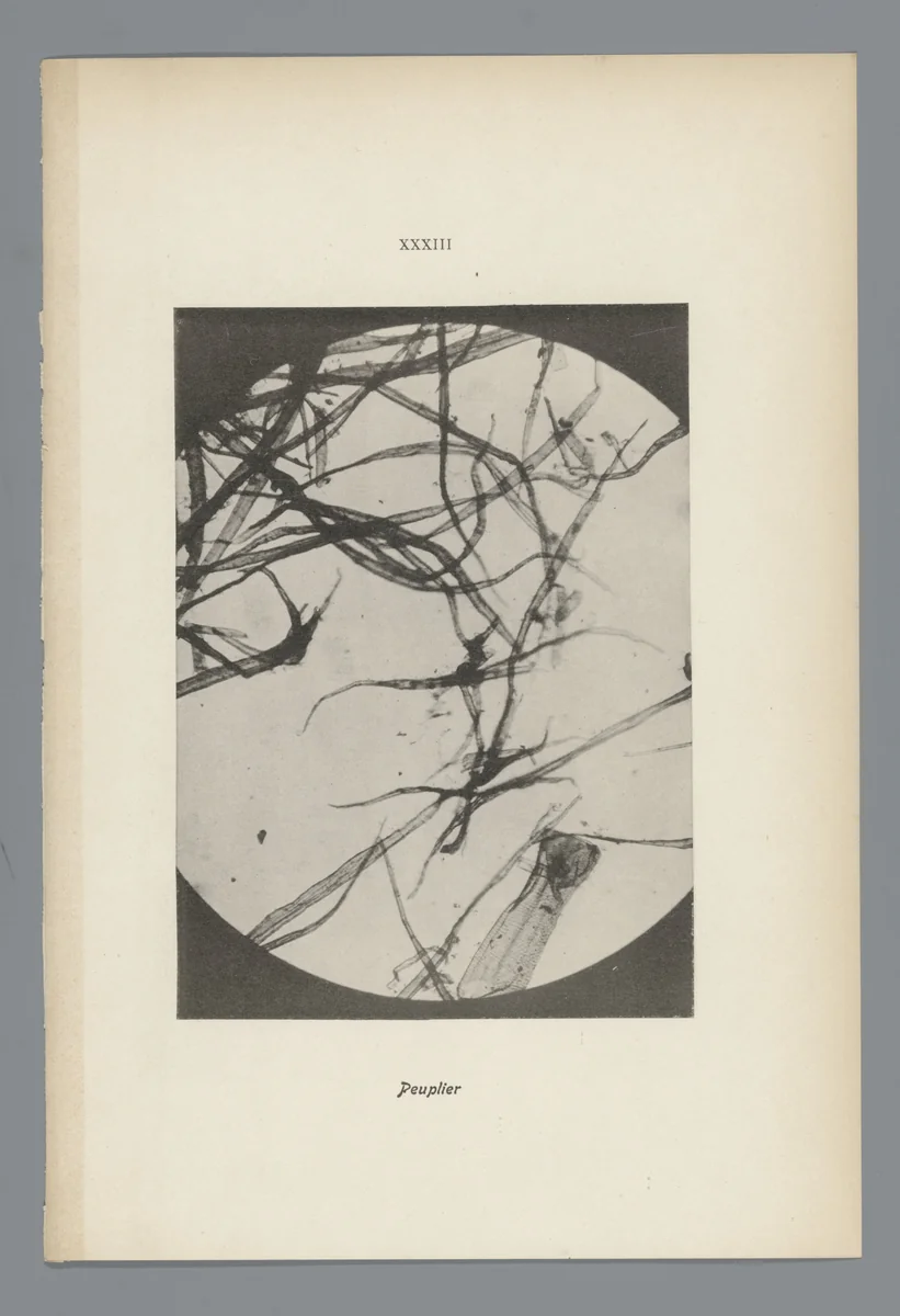 Microfoto’s van papiervezels by anonymous, photograph, 1900