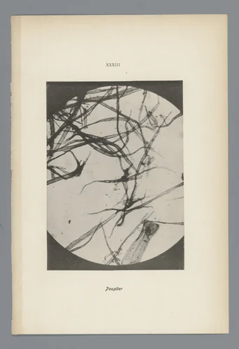 Microfoto’s van papiervezels by anonymous, photograph, 1900
