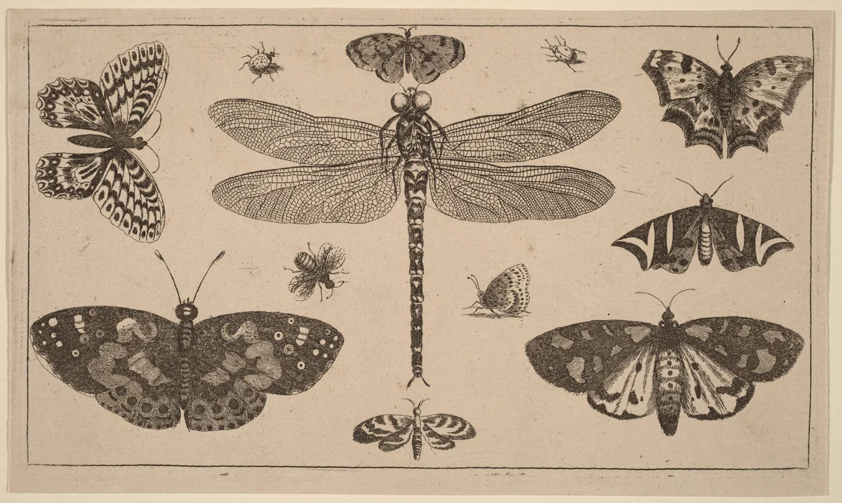 Dragonfly, Ladybirds, and Butterflies by Wenceslaus Hollar, print, 1644-1652