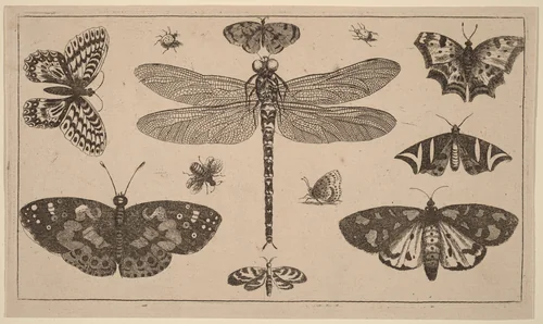 Dragonfly, Ladybirds, and Butterflies by Wenceslaus Hollar, print, 1644-1652