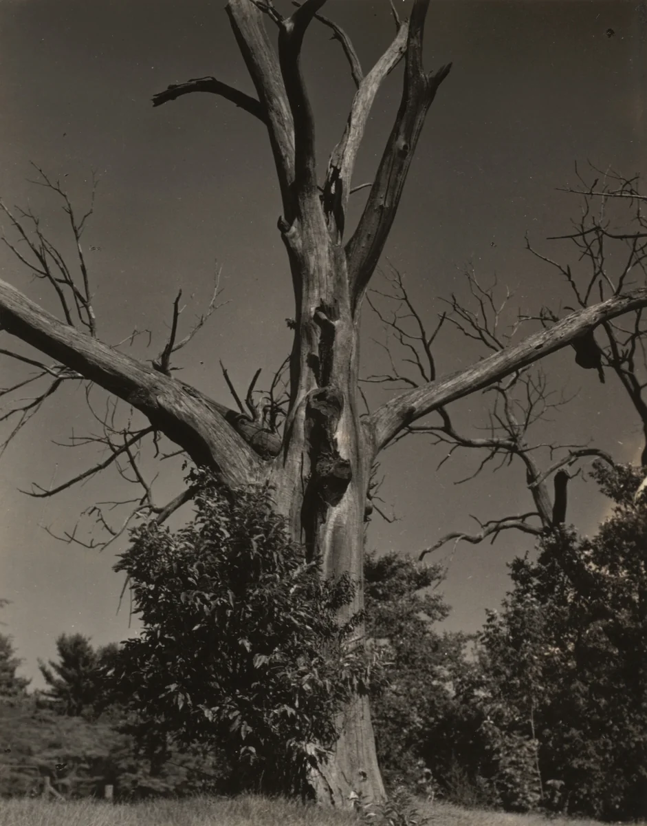 Dead Chestnut Tree by Alfred Stieglitz, photograph, 1937