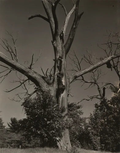 Dead Chestnut Tree by Alfred Stieglitz, photograph, 1937