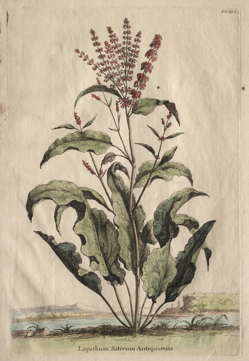Phytographia Curiosa: Lapathum Sativum Antiquorum by Abraham Munting, print, 1651-1683