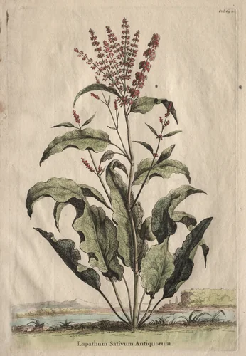 Phytographia Curiosa: Lapathum Sativum Antiquorum by Abraham Munting, print, 1651-1683