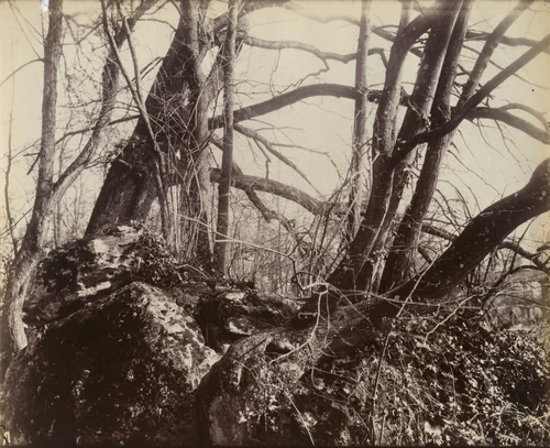 Trianon by Eugène Atget, photograph, 1910