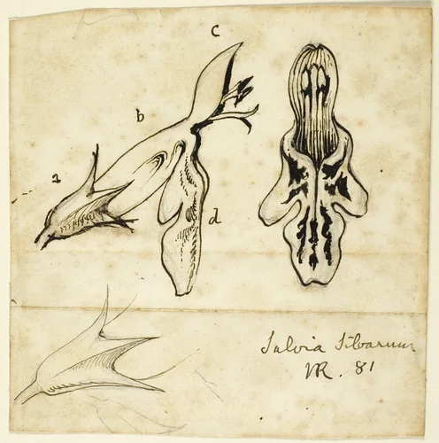 Salvia Silvarum by John Ruskin, drawing, 1881