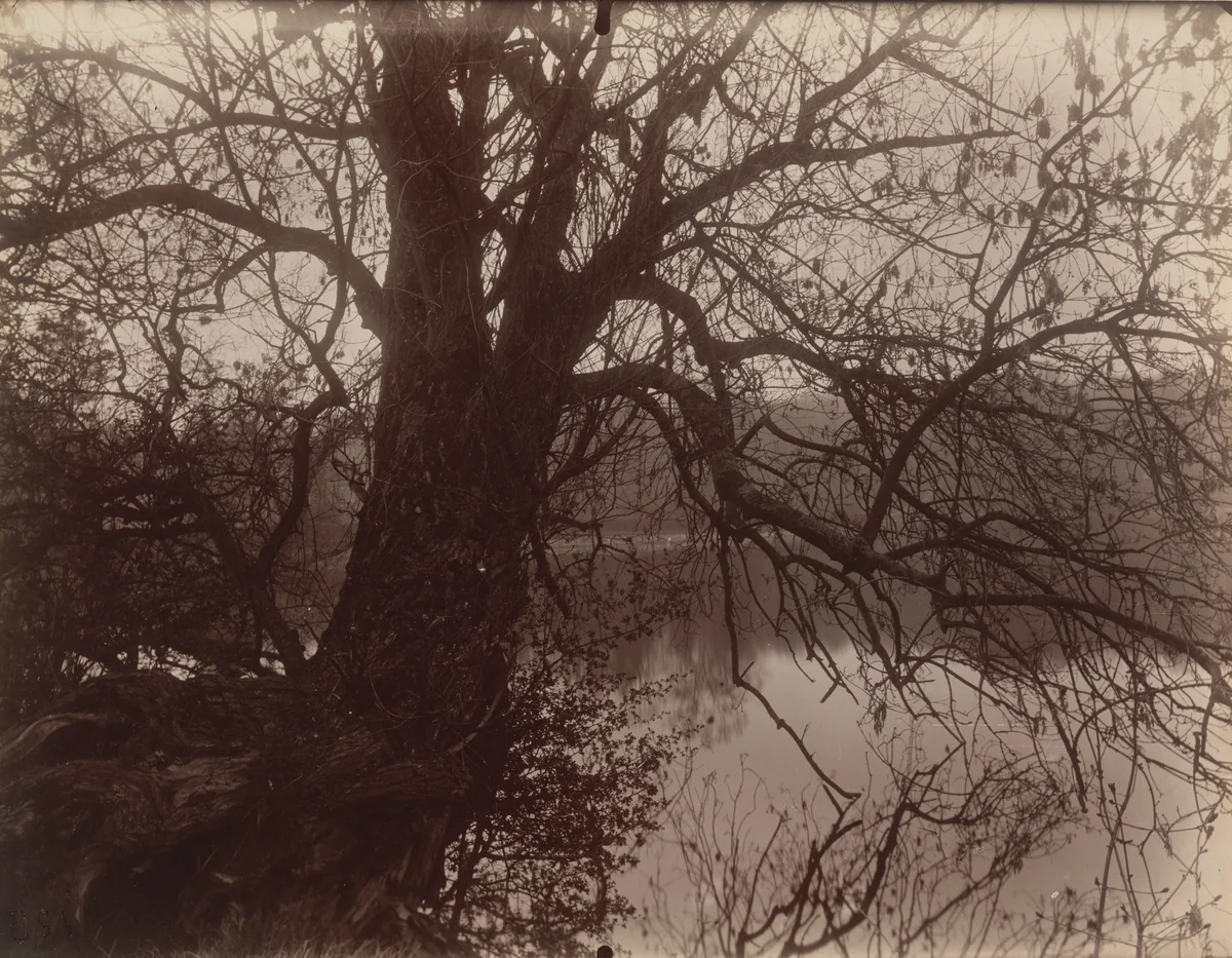 Ville d'avray. Étang by Eugène Atget, photograph, 1925