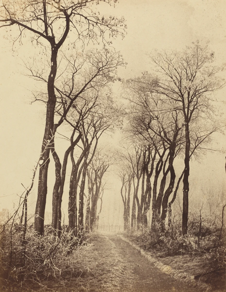 Road and Trees with Hoarfrost by Eugène Cuvelier, photograph, 1860