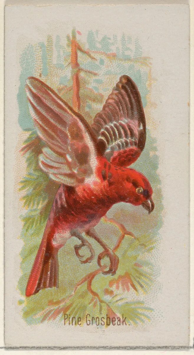 Pine Grosbeak, from the Song Birds of the World series (N23) for Allen & Ginter Cigarettes by Allen & Ginter, print, 1890