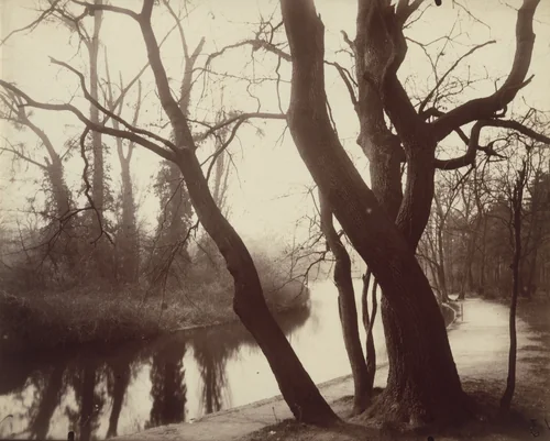 Bois de Boulogne by Eugène Atget, photograph, 1923